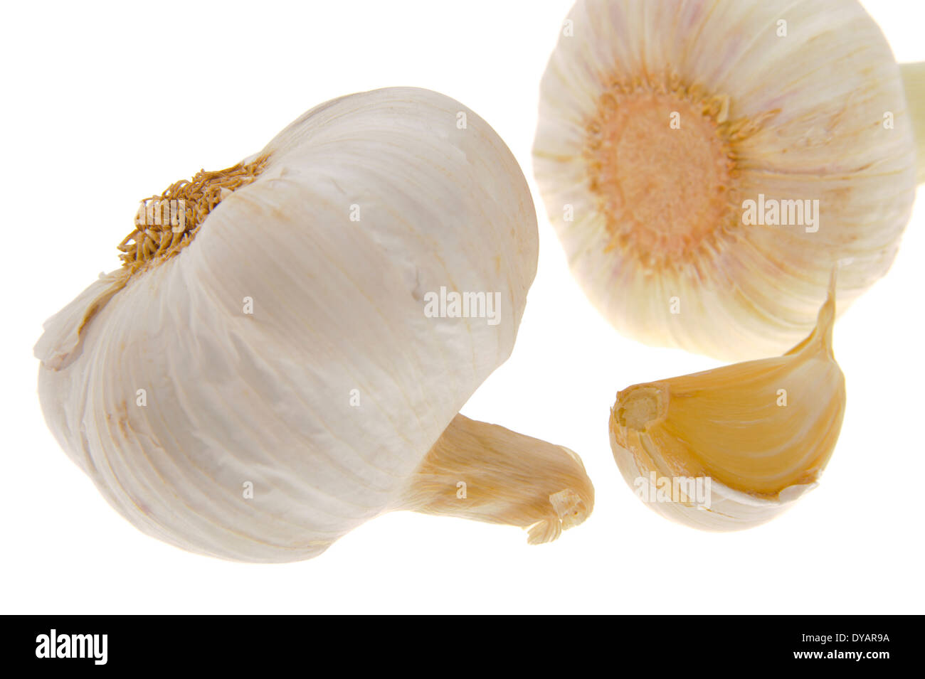 garlic vegetable isolated Stock Photo