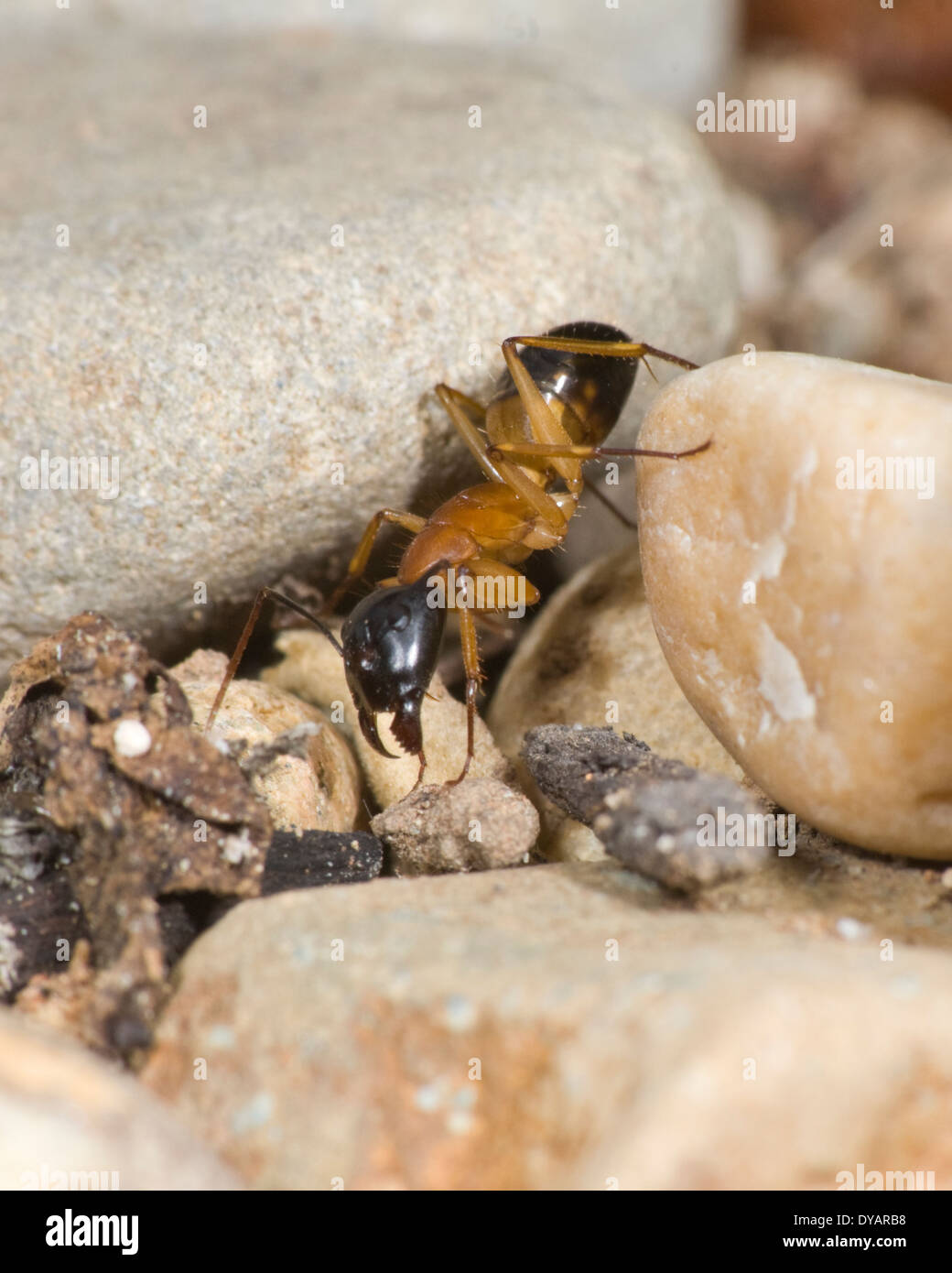 Sugar ants hires stock photography and images Alamy