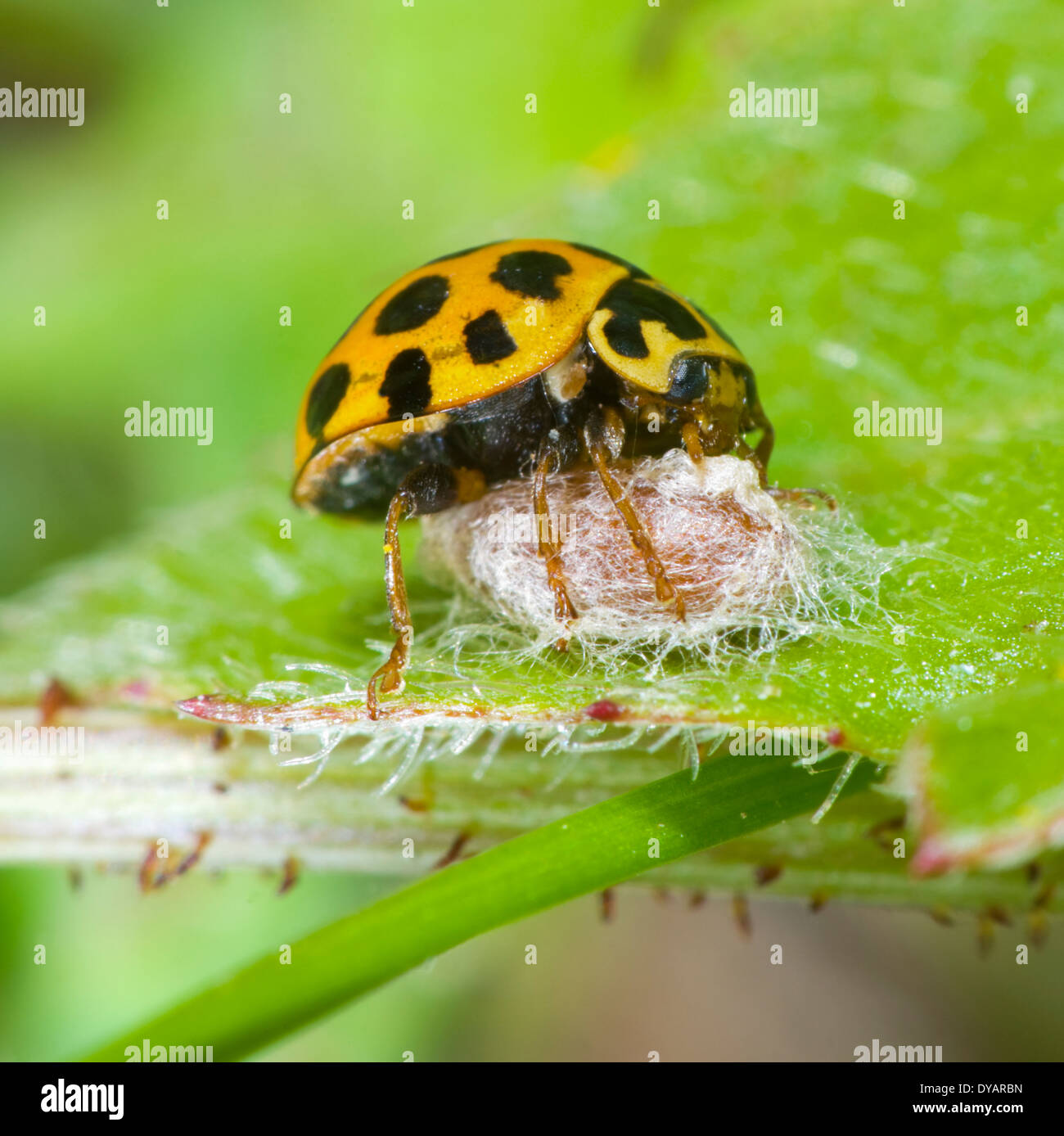 Wasp virus turned this Common Spotted Ladybird (Harmonia conformis) into a zombie babysitter. New South Wales, Australia Stock Photo