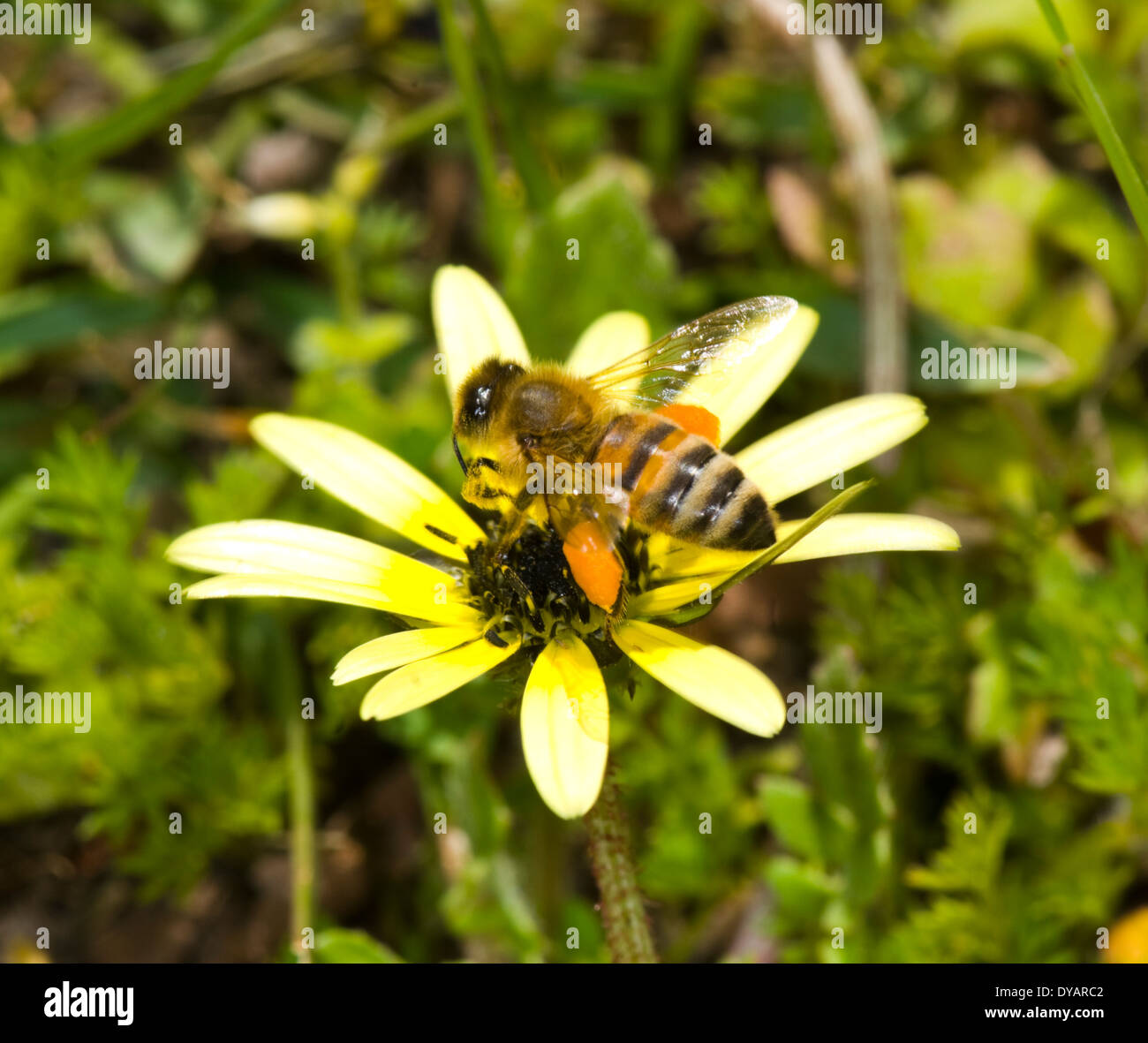 Honey bee pollinating and showing pollen sacs, Wee Jasper, New South
