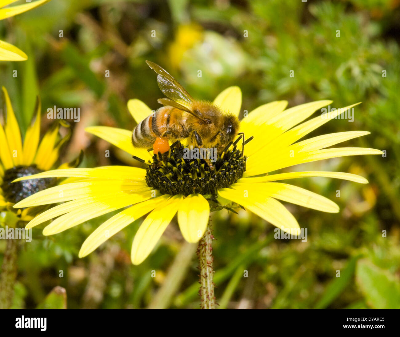 Honey bee pollinating and showing pollen sacs, Wee Jasper, New South