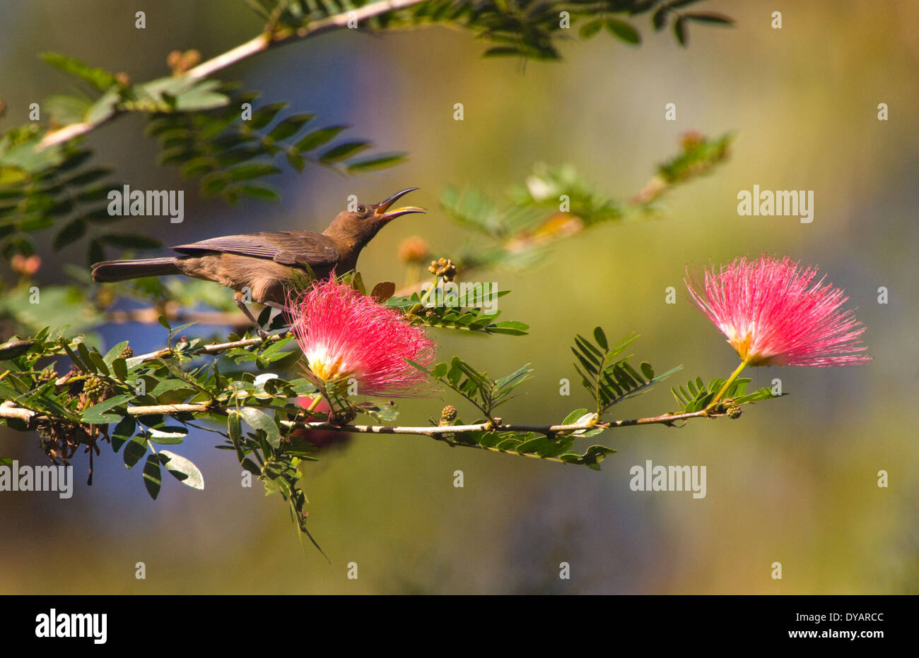 Dusky Honeyeater - on a branch with Myrtaceae flowers, calling - Queensland, Australia Stock Photo