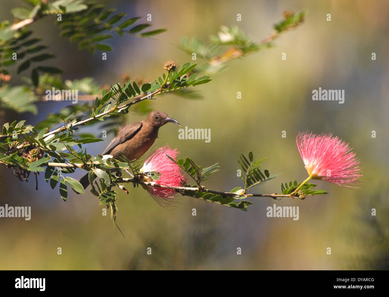 Dusky Honeyeater - pollinating a Myrtaceae flower and showing its tongue - Queensland, Australia Myzomela obscura Stock Photo