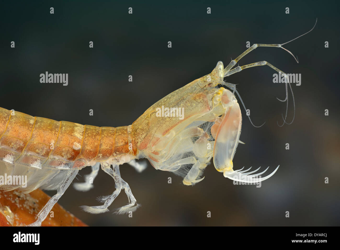 Mantis Shrimp - Rissoides desmaresti Stock Photo