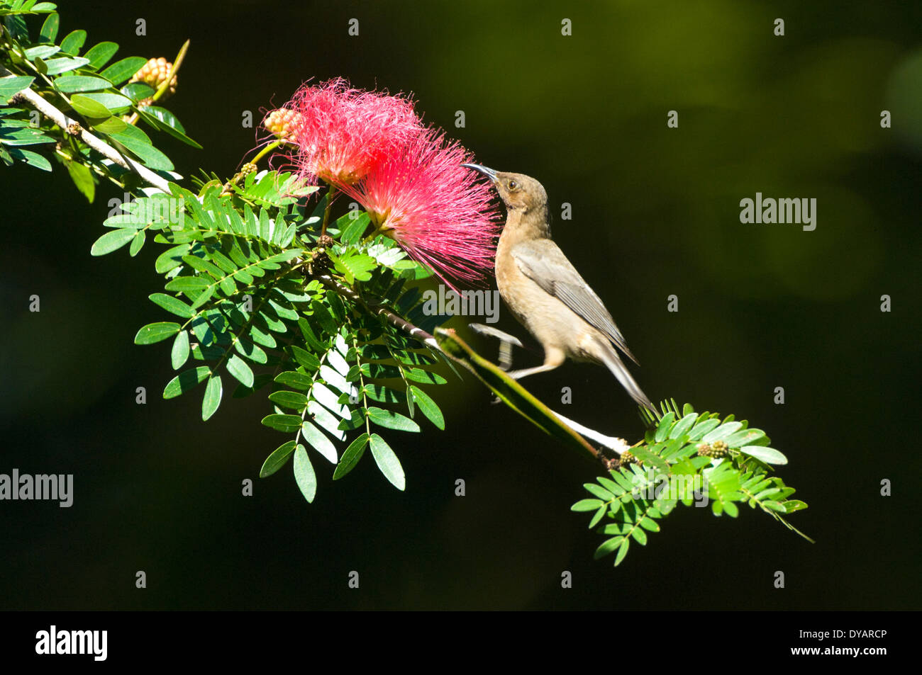 Dusky Honeyeater - pollinating a Myrtaceae flower - Queensland, Australia Stock Photo