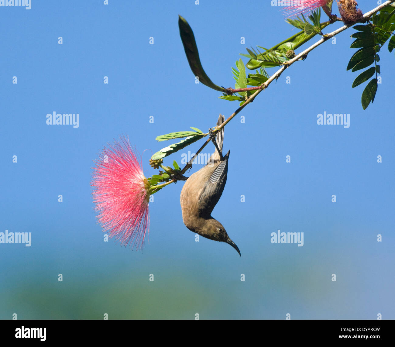 Dusky Honeyeater (Myzomela obscura) upturned on a branch with Myrtaceae flowers, Queensland, Australia Stock Photo