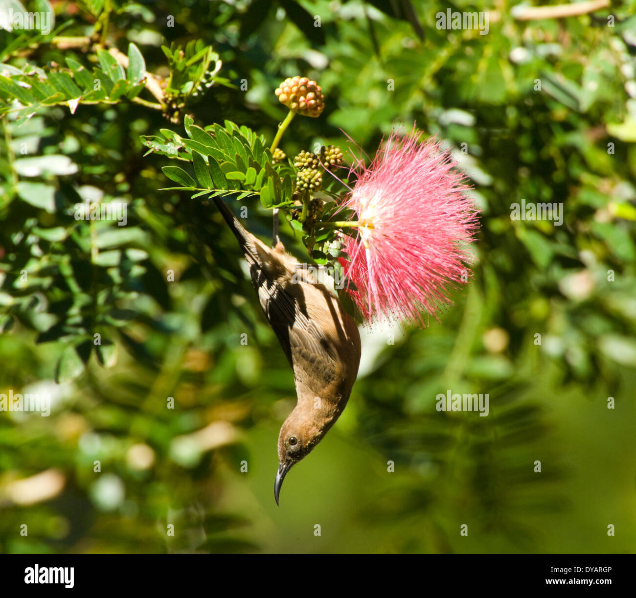 Dusky Honeyeater - upturned on a branch with Myrtaceae flowers - Queensland, Australia Stock Photo
