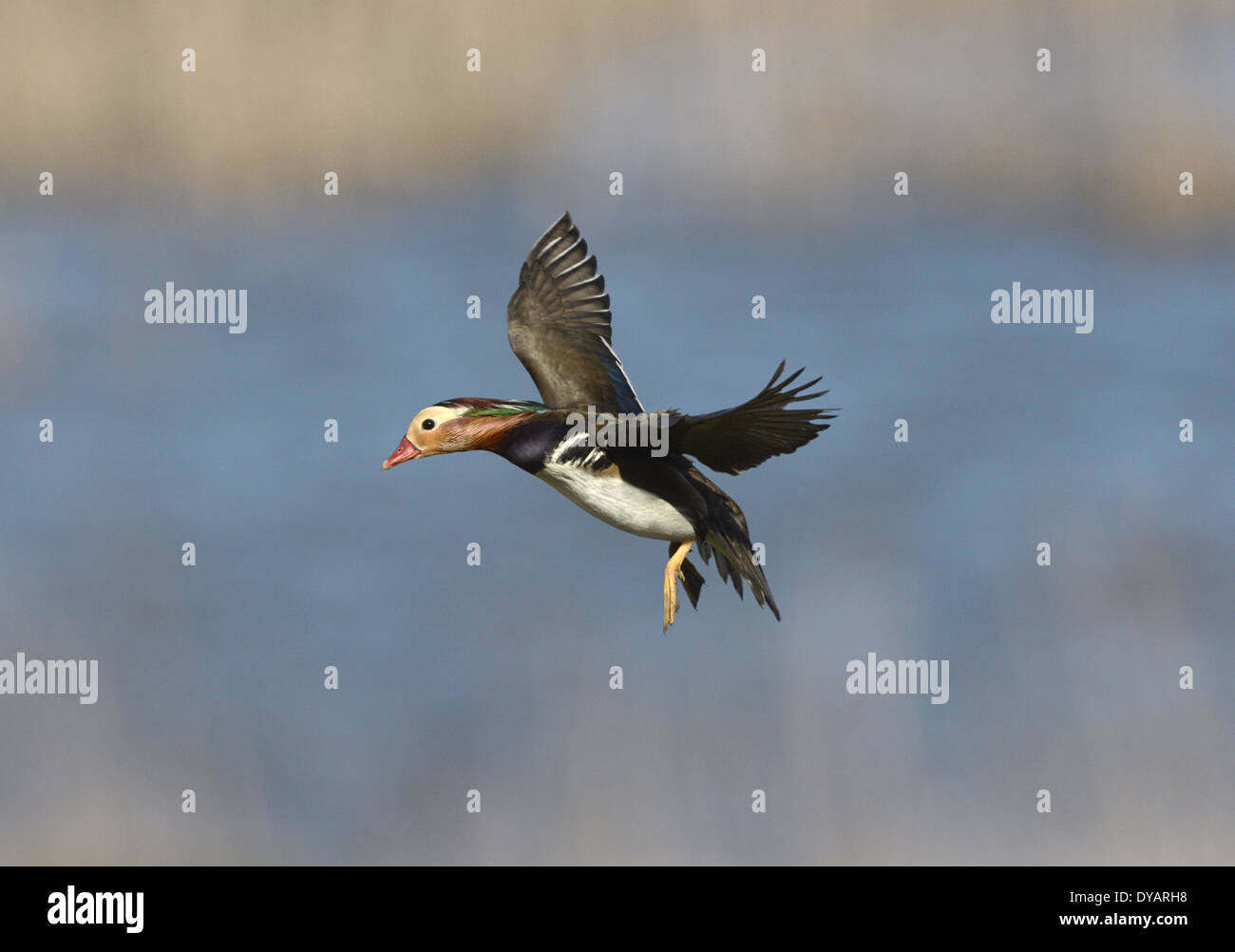 Mandarin Duck - Aix galericulata - Male in flight. Stock Photo
