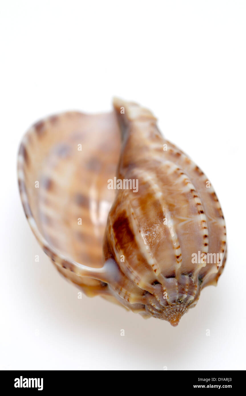 Ventral Harp shell (Harpa ventricosa) c6cm. Stock Photo