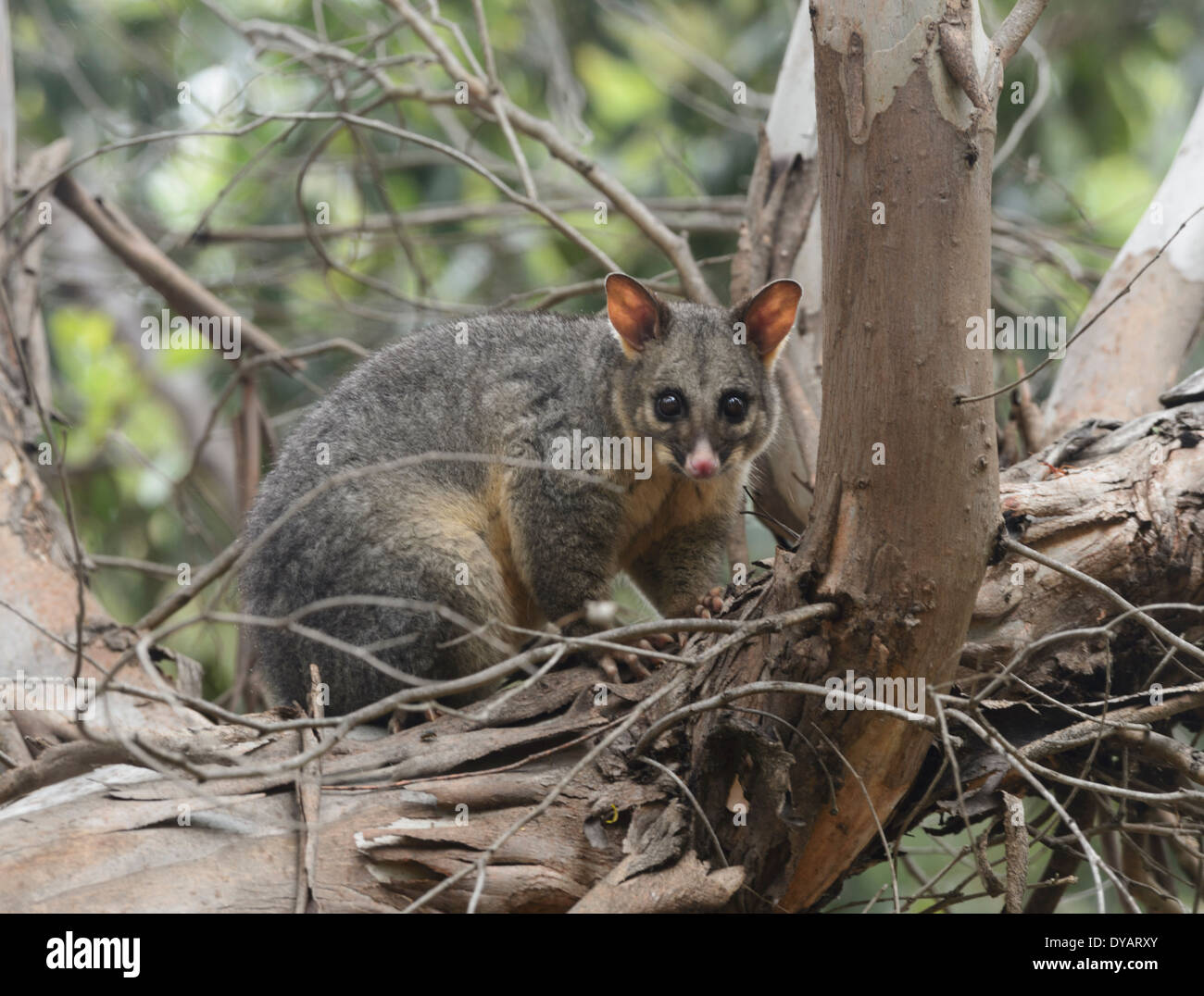 Common Brushtail Possum (Trichosurus vulpecula), Kangaroo Island, South Australia, SA, Australia Stock Photo