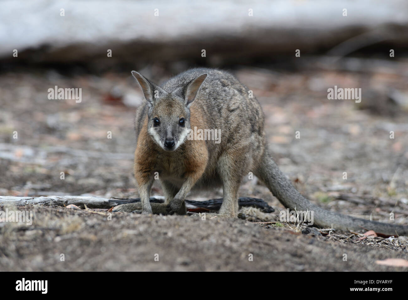 Tammar Wallaby (Macropus eugenii), Kangaroo Island, South Australia, SA, Australia Stock Photo