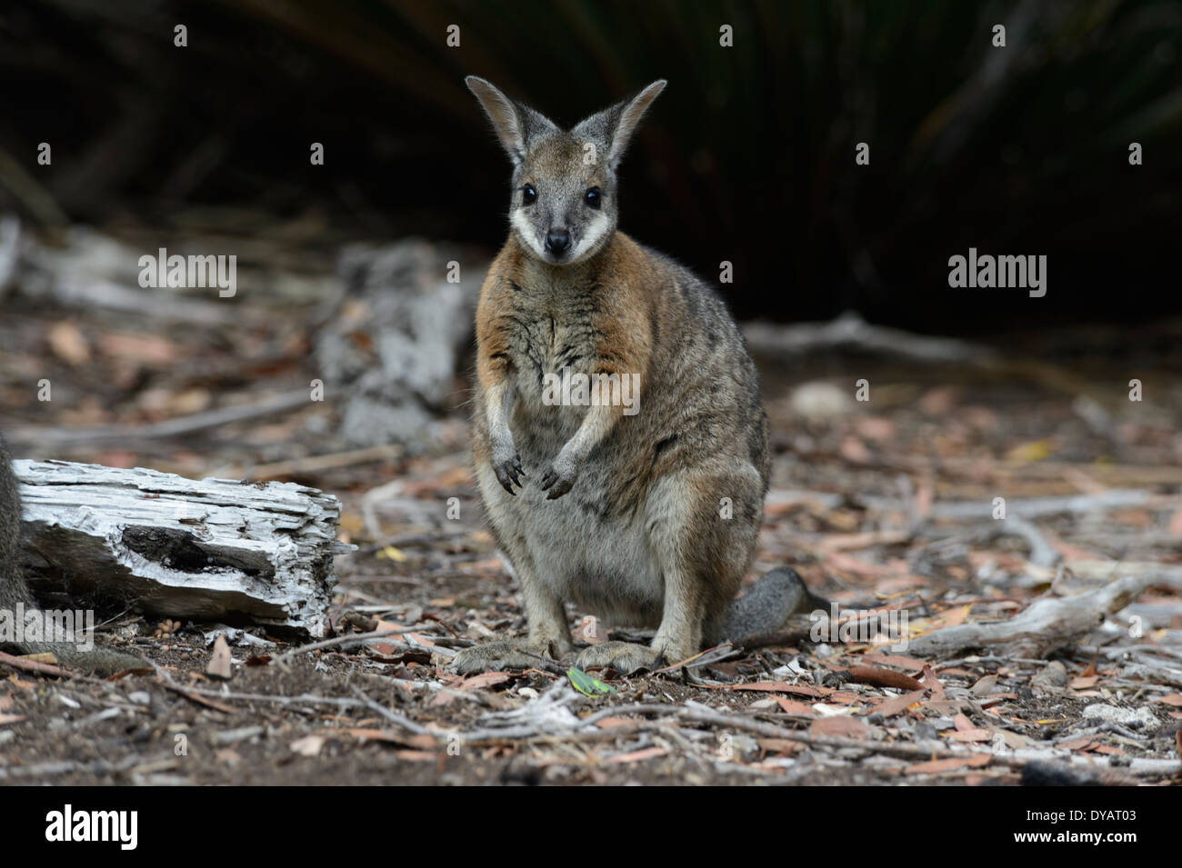 Tammar Wallaby (Macropus eugenii), Kangaroo Island, South Australia, SA, Australia Stock Photo