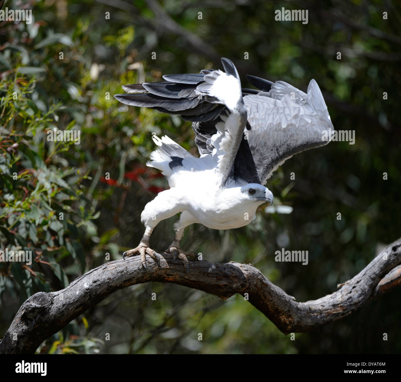 White-bellied Sea-eagle (Haliaeetus leucogaster) Stock Photo