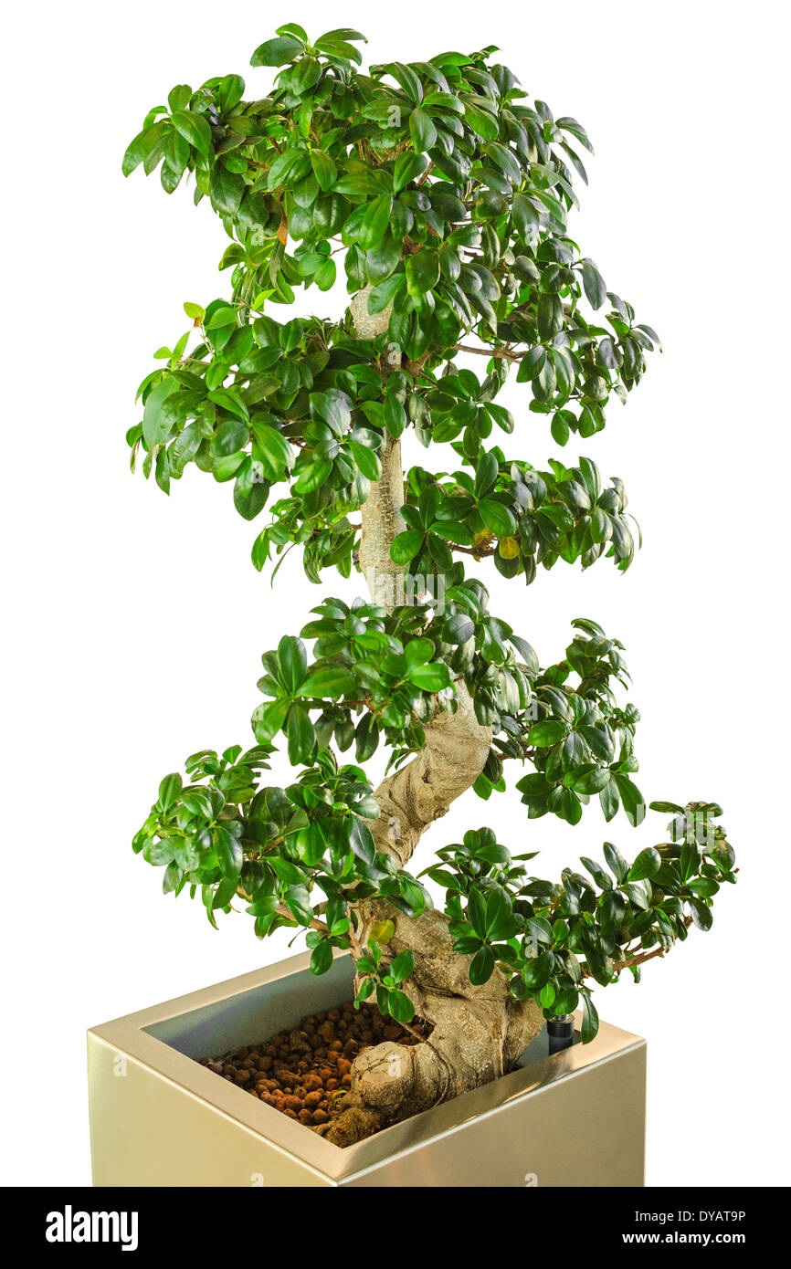 Bonsai ficus tree - old Japanese traditional art as decor for modern office. Vertical, isolated on white background. Stock Photo
