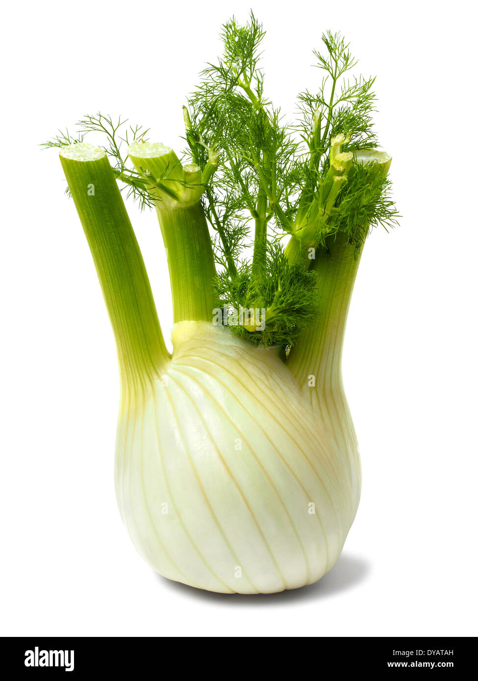Florence fennel bulb on white Stock Photo Alamy