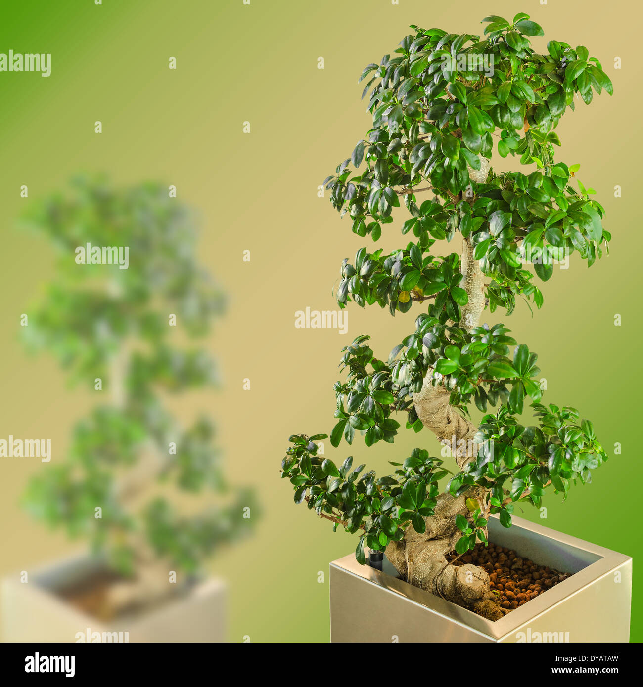 Ficus bonsai dwarf tree on gradient blurred background with free place for copy-space your text Stock Photo
