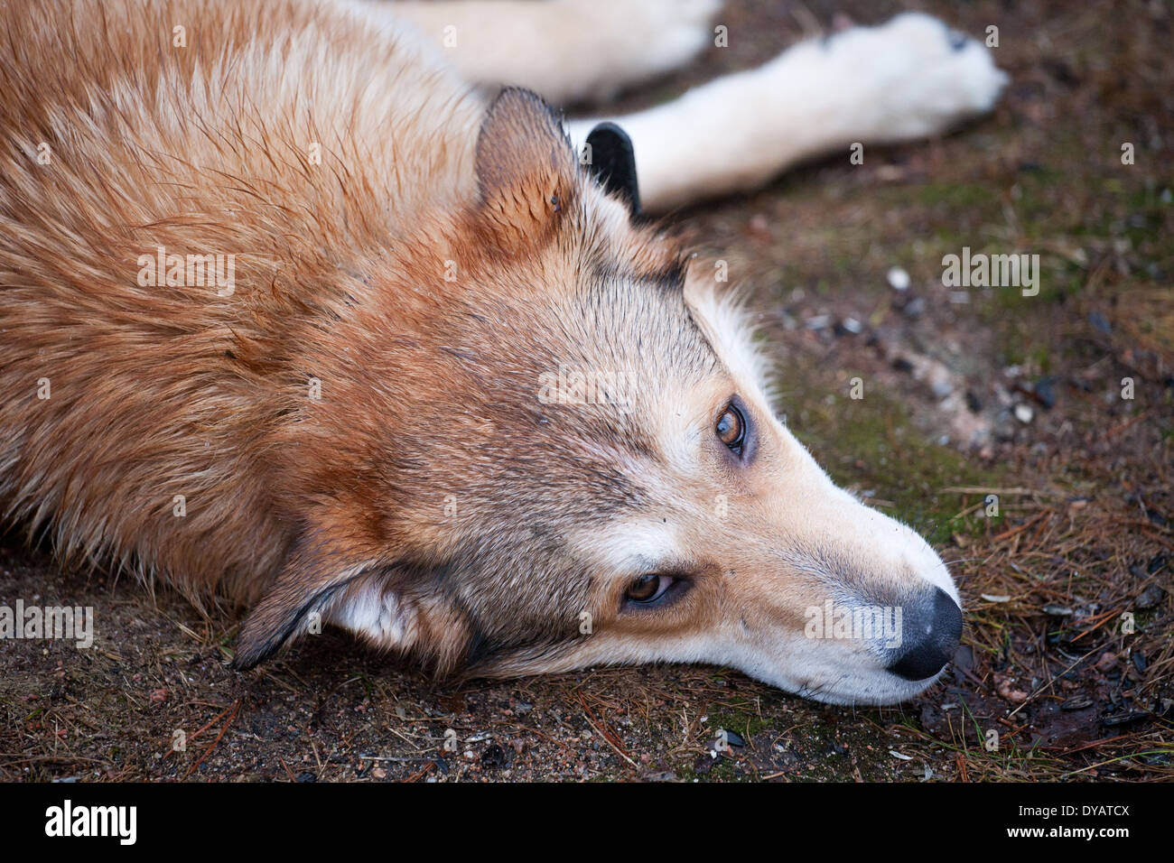 sad dog laying on the ground, snout closeup portrait Stock Photo