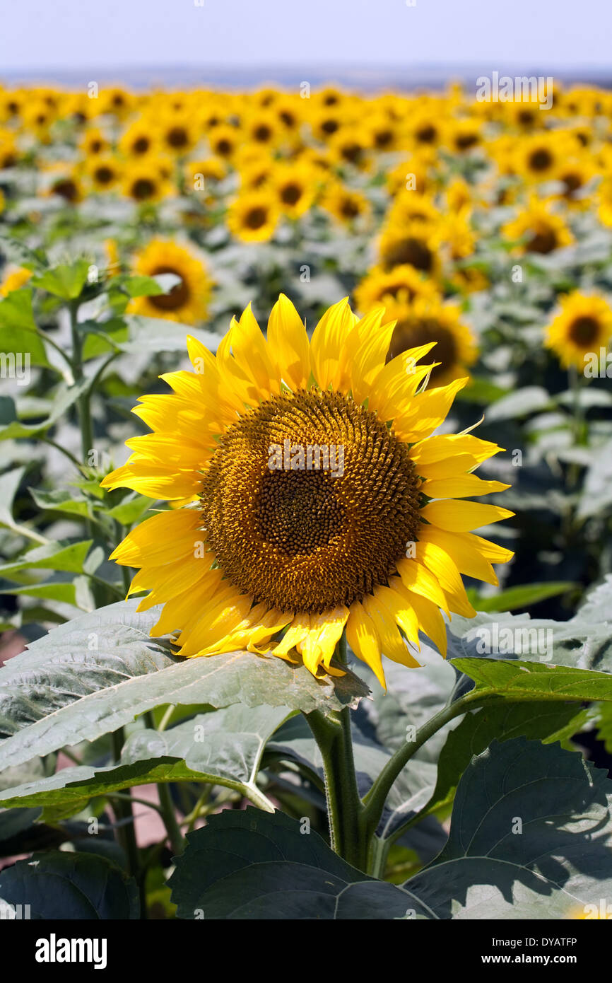 field of sunflowers with one big flower foreground Stock Photo