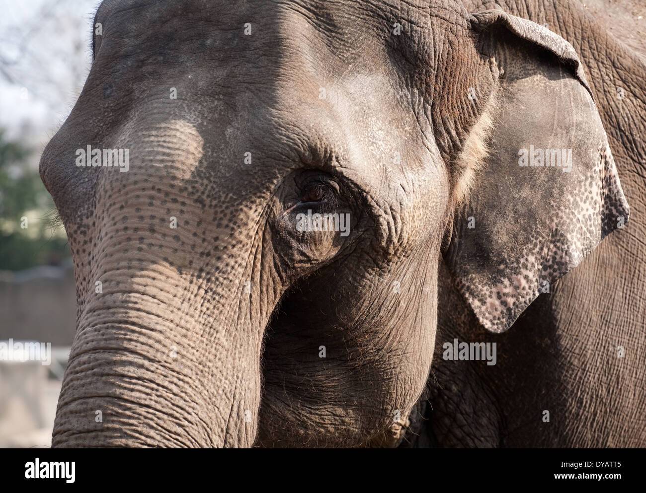 closeup portrait of elephant, sad eye and skin details Stock Photo