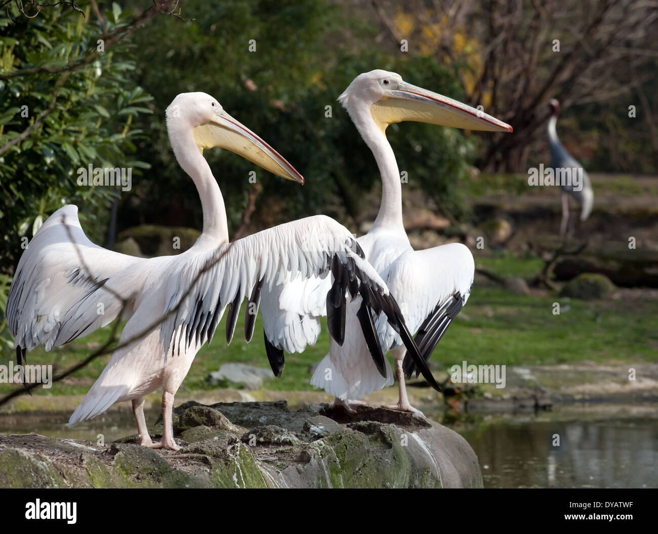 two pelicans, closeup view with yellow beaks and big wide wings Stock Photo