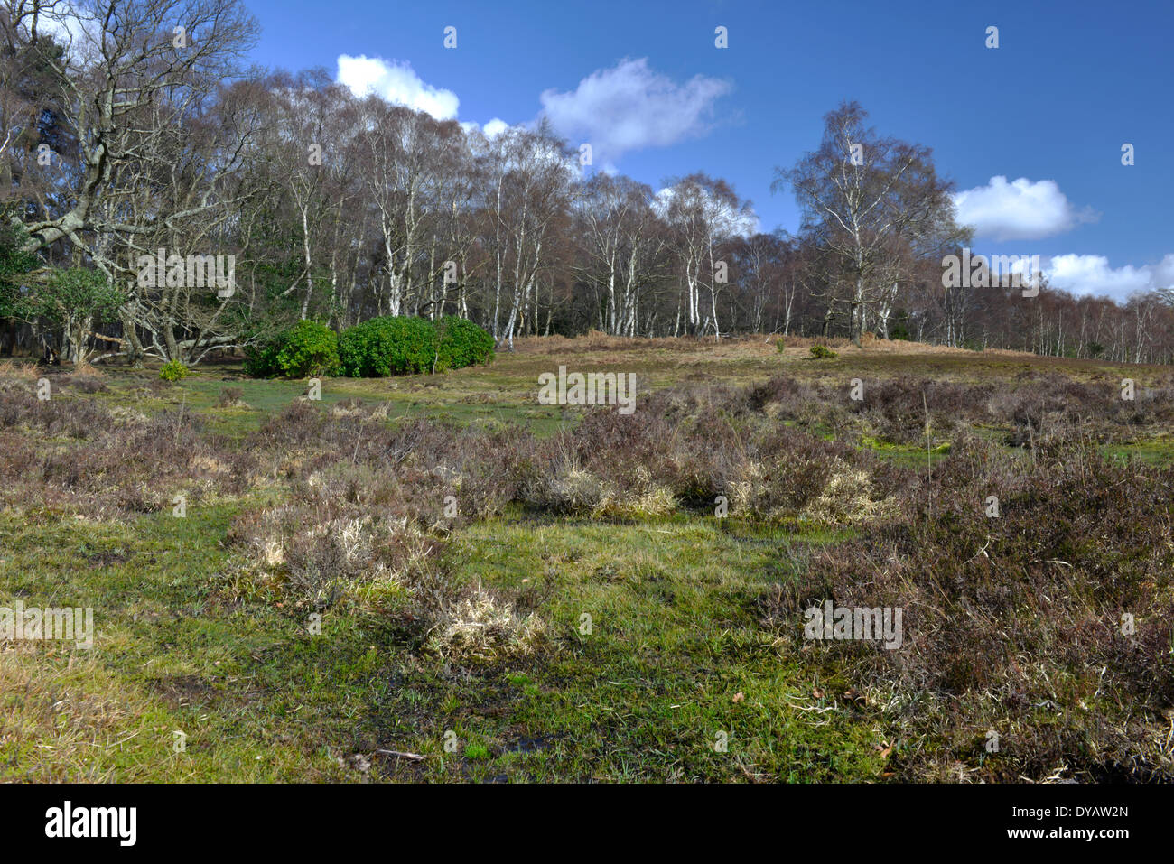 Matley Bog in the New Forest near Lyndhurst, Hampshire Stock Photo
