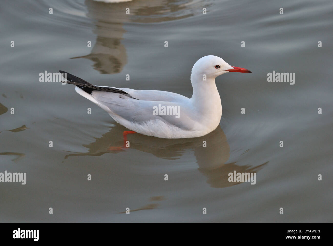 the beautiful swiming slender-billed gull at the shore Stock Photo