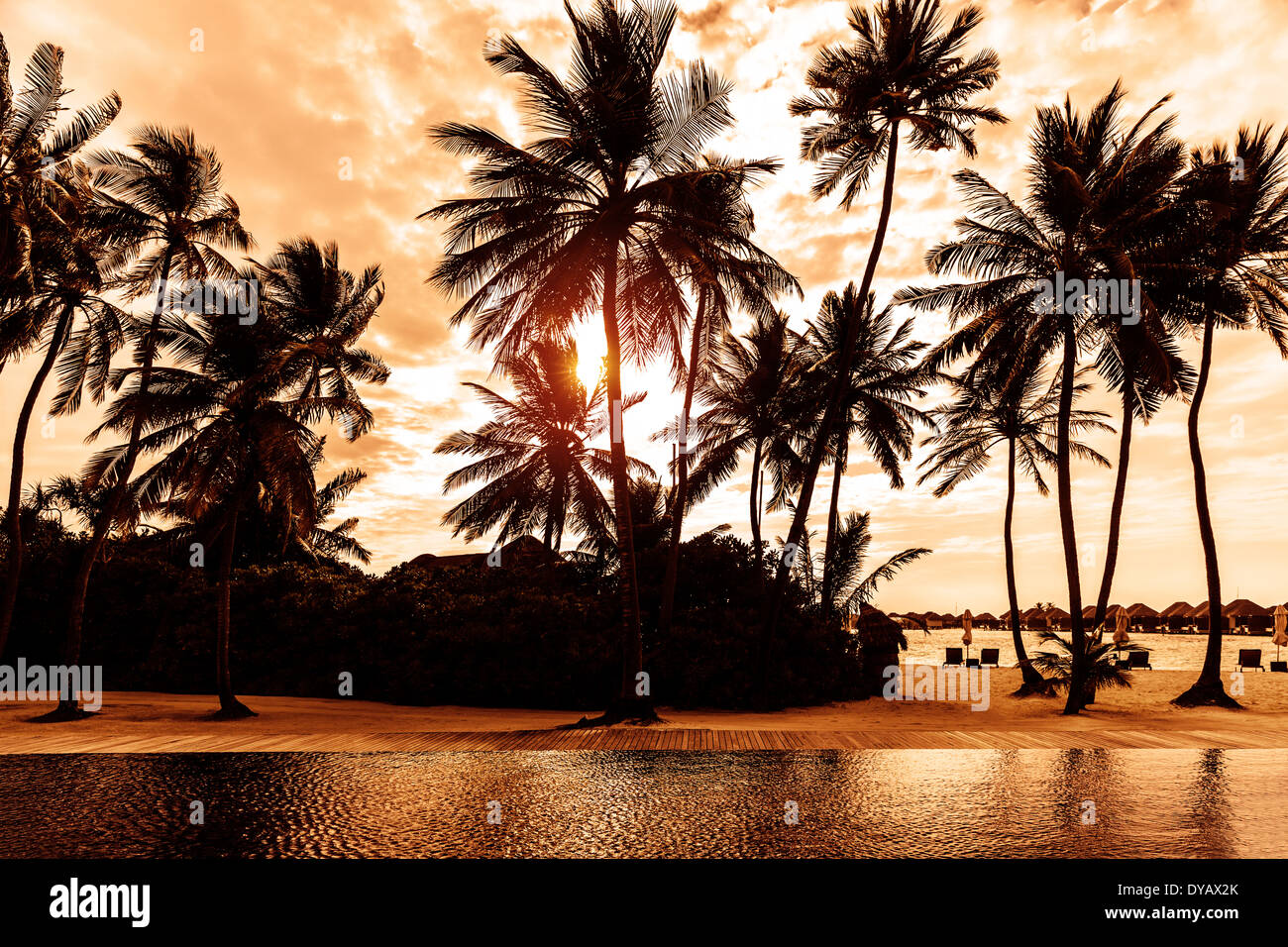 Tropical beach on sunset, beautiful postcard with palm trees silhouette ...