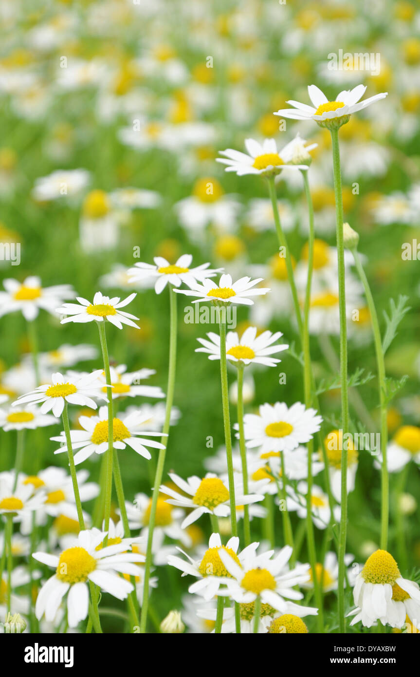 On chamomile flower hires stock photography and images Alamy