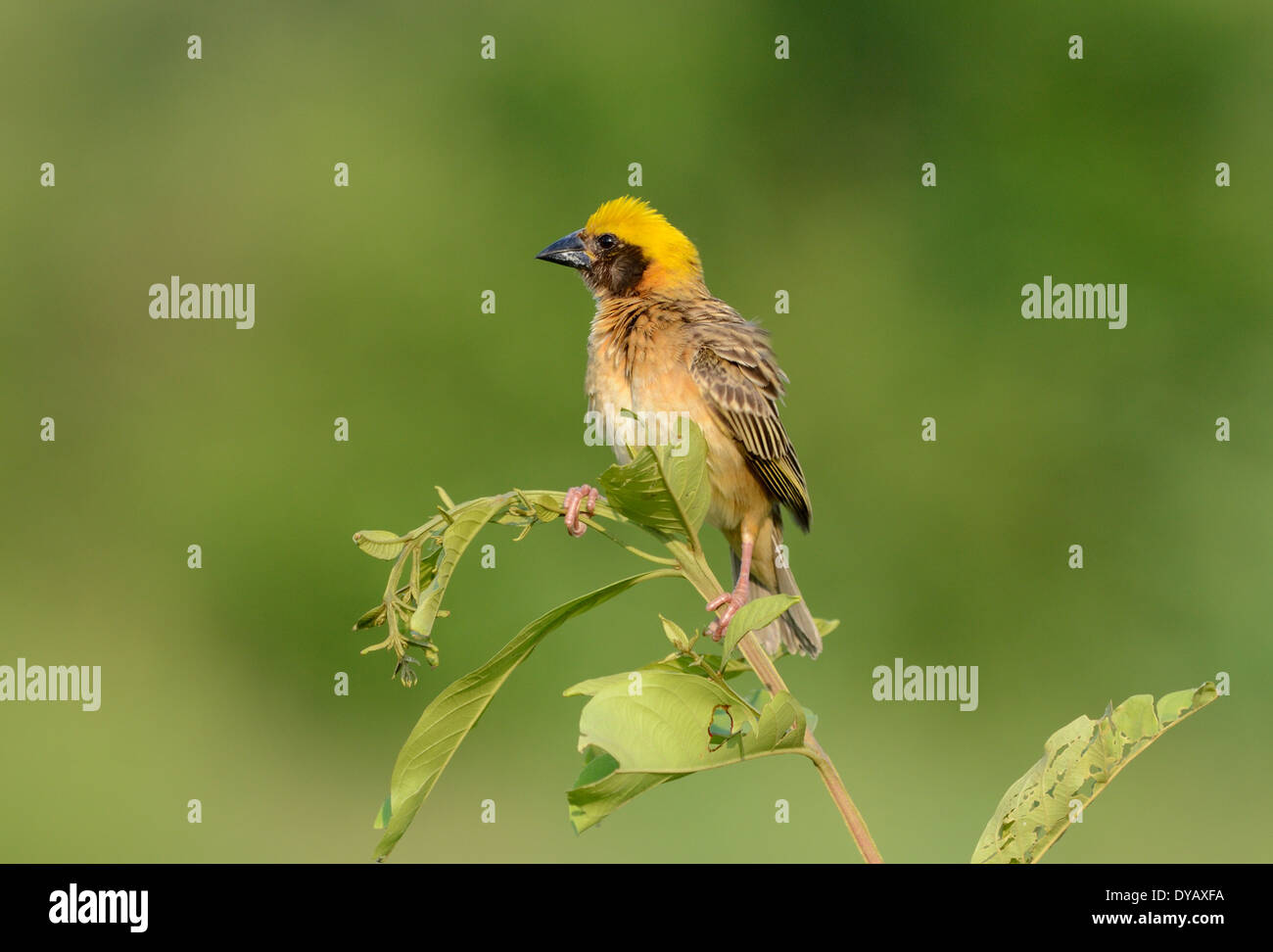 the agressive beautiful male baya weaver in Thailand Stock Photo Alamy