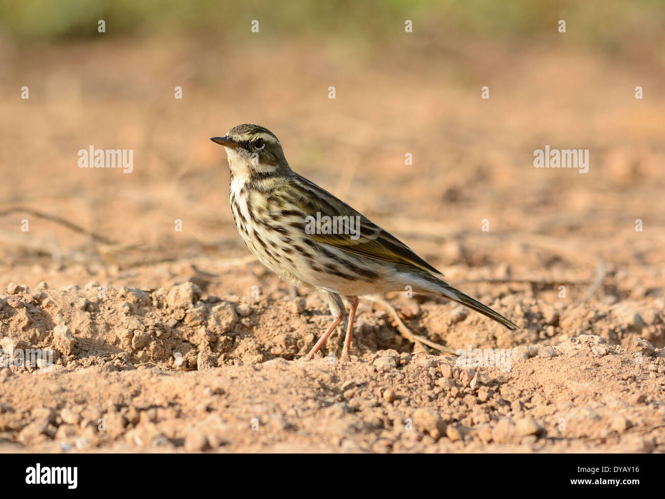 beautiful Rosy Pipit (Anthus roseatus) on ground Stock Photo