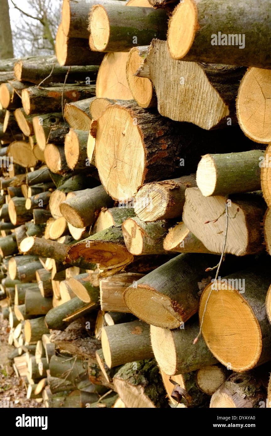 stacked firewood drying Stock Photo Alamy