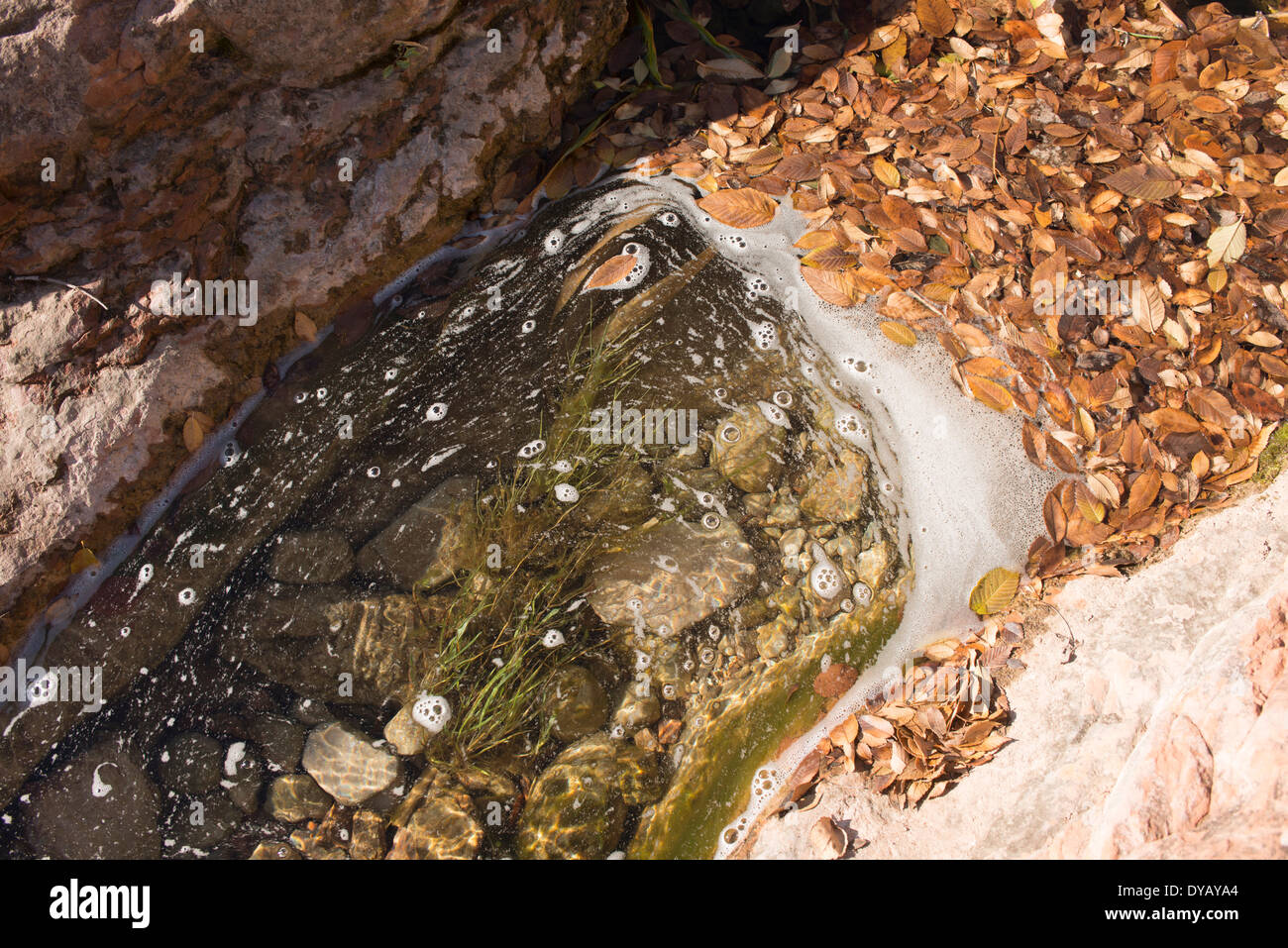 Planta de alga hi-res stock photography and images - Alamy
