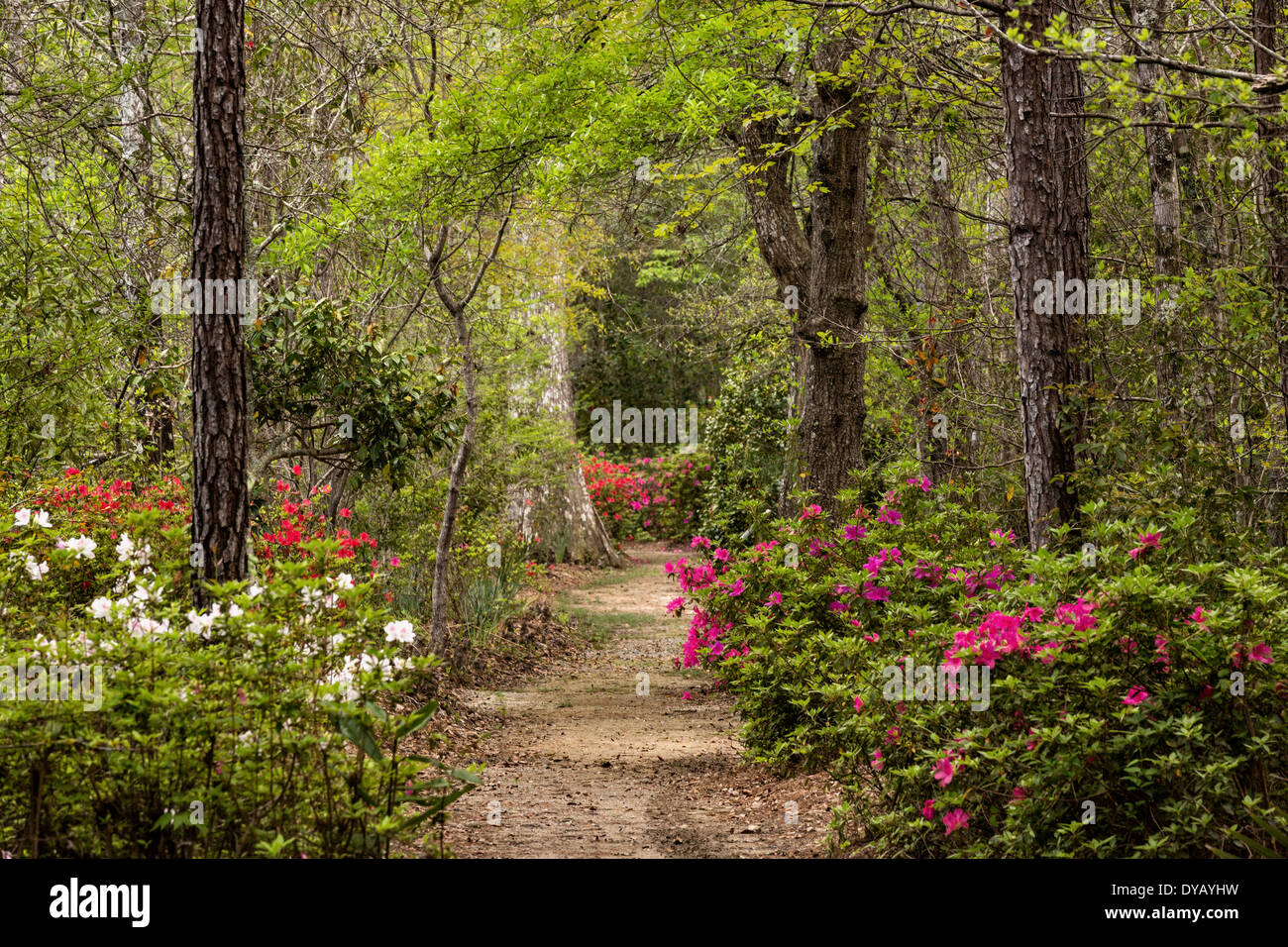 Plantation swamp azaleas hires stock photography and images Alamy
