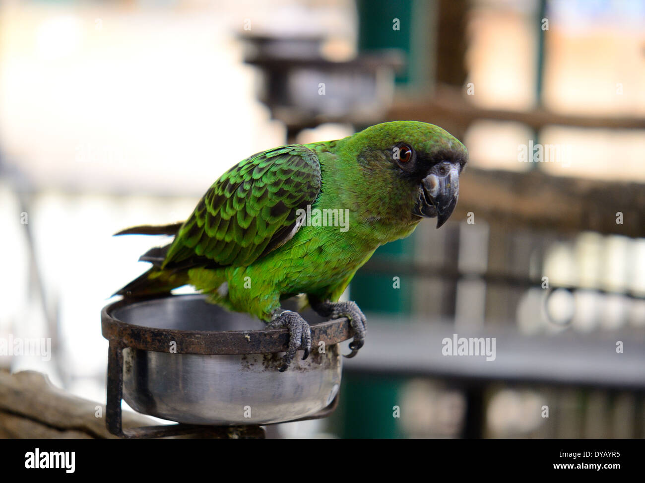 beautiful male Senegal Parrot (Poicephalus senegalus) as pet Stock Photo