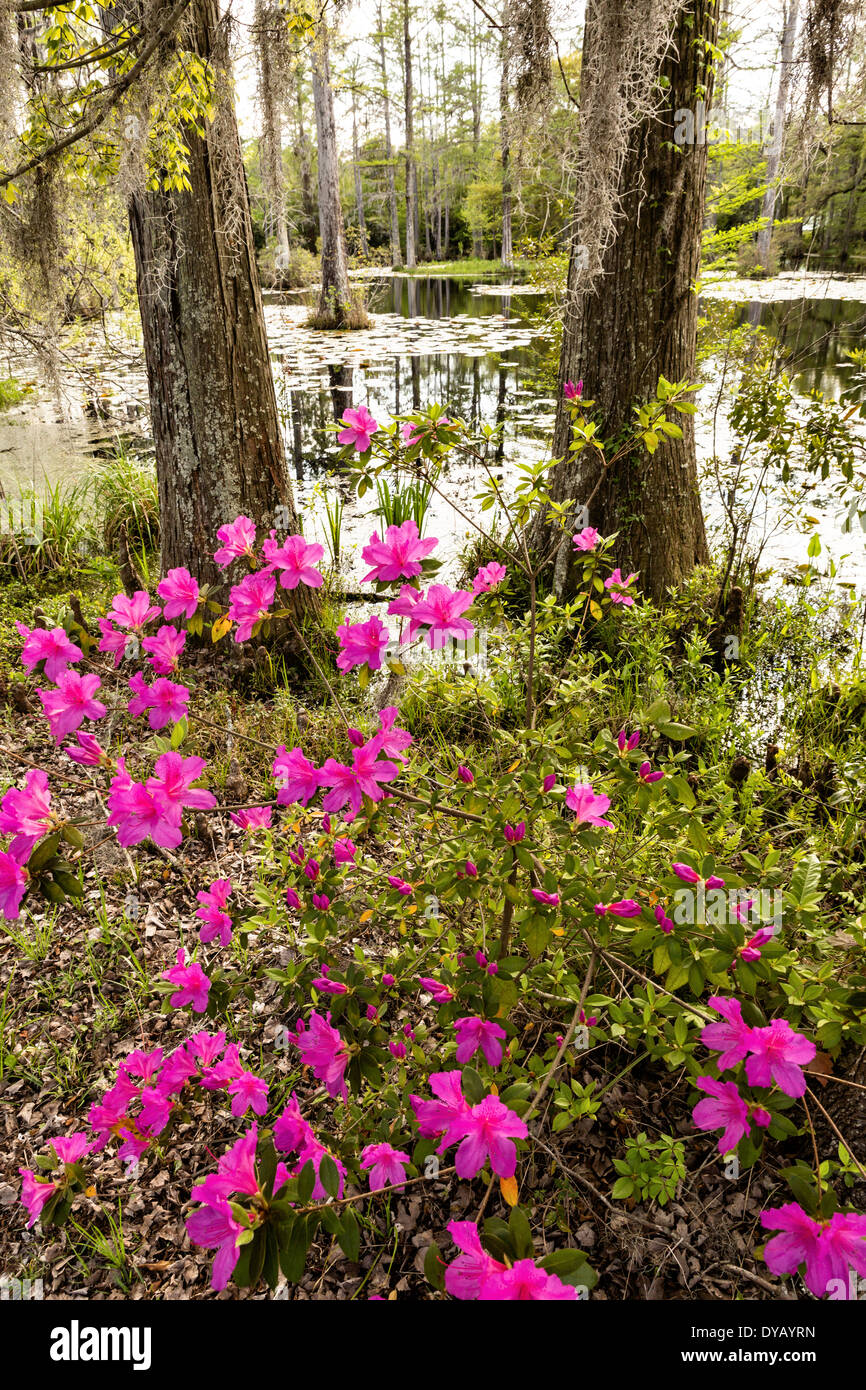 Azalea shrubs blooming along the blackwater bald cypress and tupelo