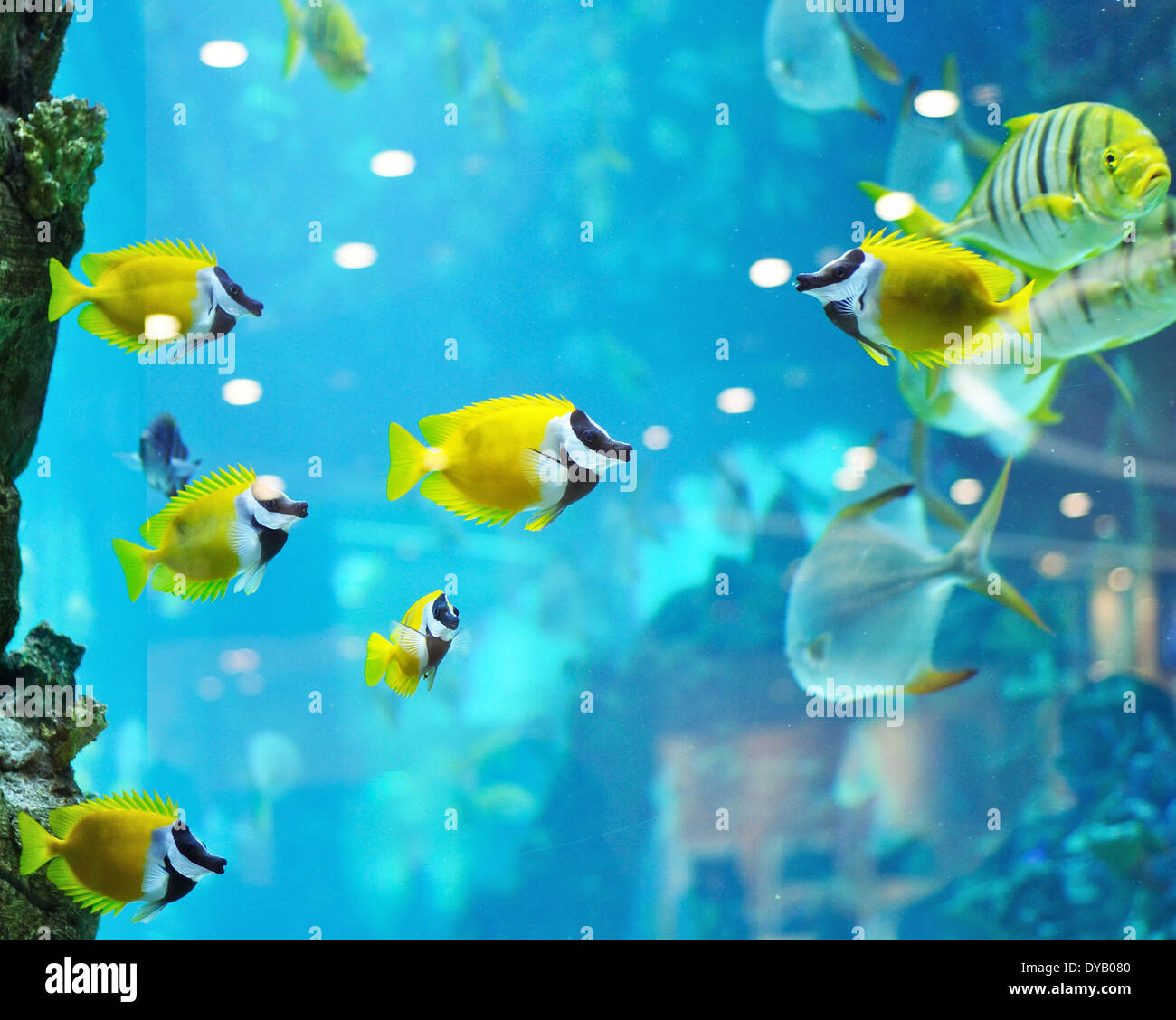 several foxface fish in blue water of aquarium Stock Photo