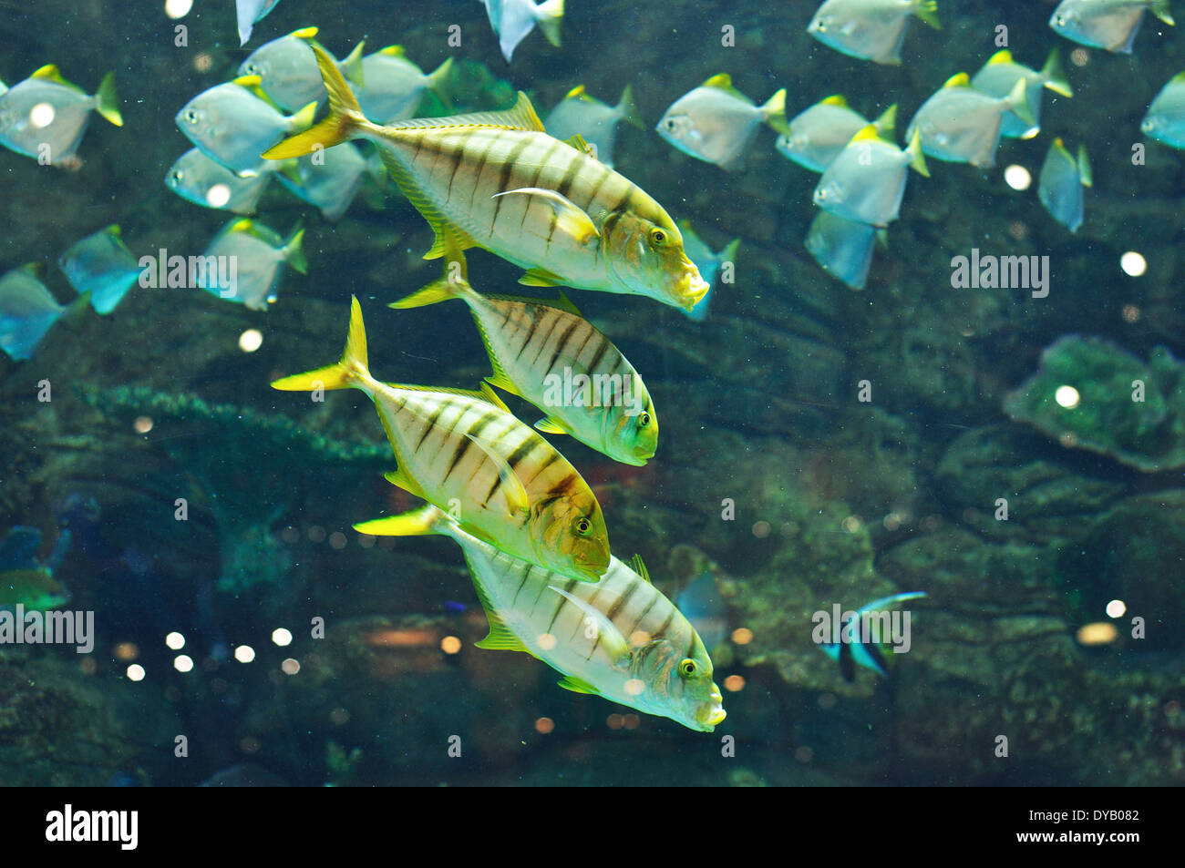 Fish with black stripes hires stock photography and images Alamy