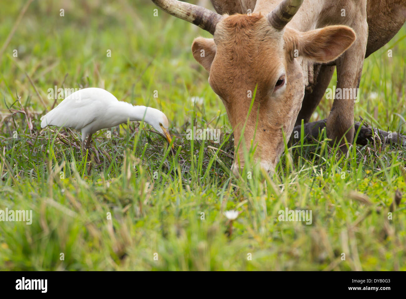 View Cattle Egret And Grazing Cattle Pictures