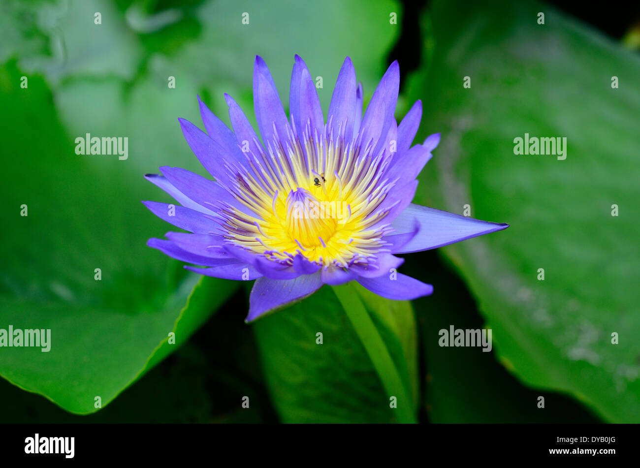 beautiful purple lotus flower (Nymphaea sp.) in south of Thailand Stock Photo