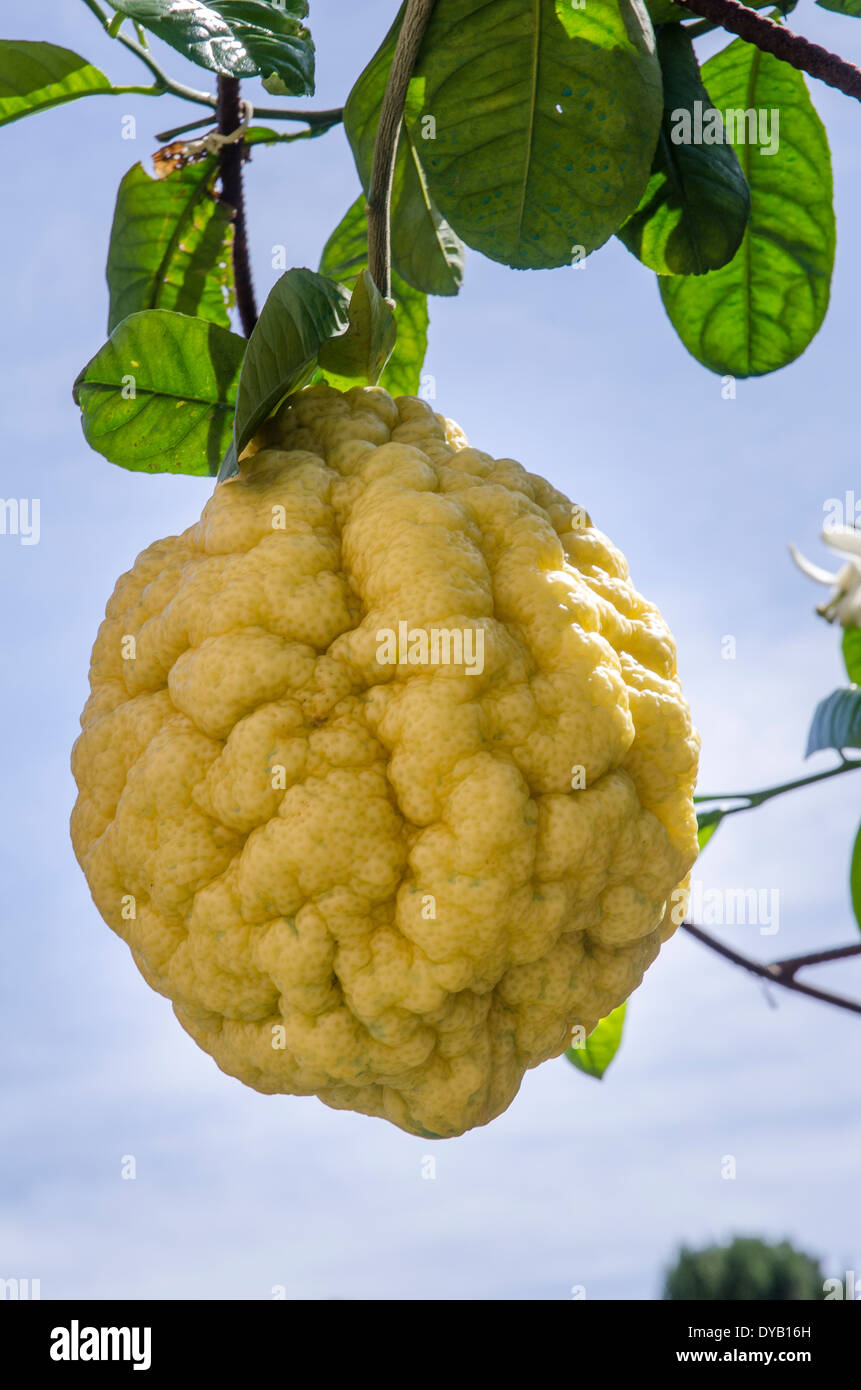 Giant Lemon Citrus Medica 'Maxima' Stock Photo