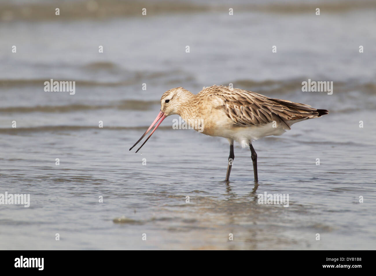 Bar-tailed Godwit - Feeding in winter on Gambian Coast Limosa lapponica Gambia, West Africa BI025555 Stock Photo