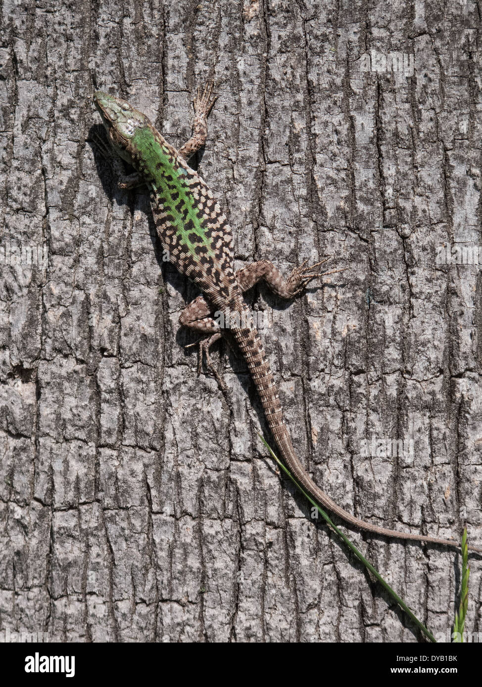 Italian Wall Lizard, ruin lizard, or Istanbul lizard ( Podarcis sicula ) Stock Photo