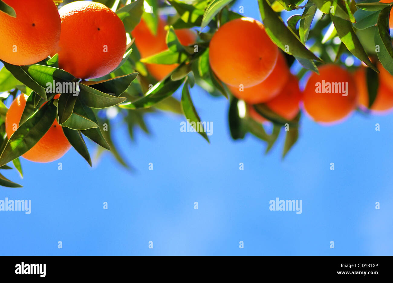 Oranges are blue. Голубой апельсин. Голубой мандарин. Синие цитрусовые. Blue orange.