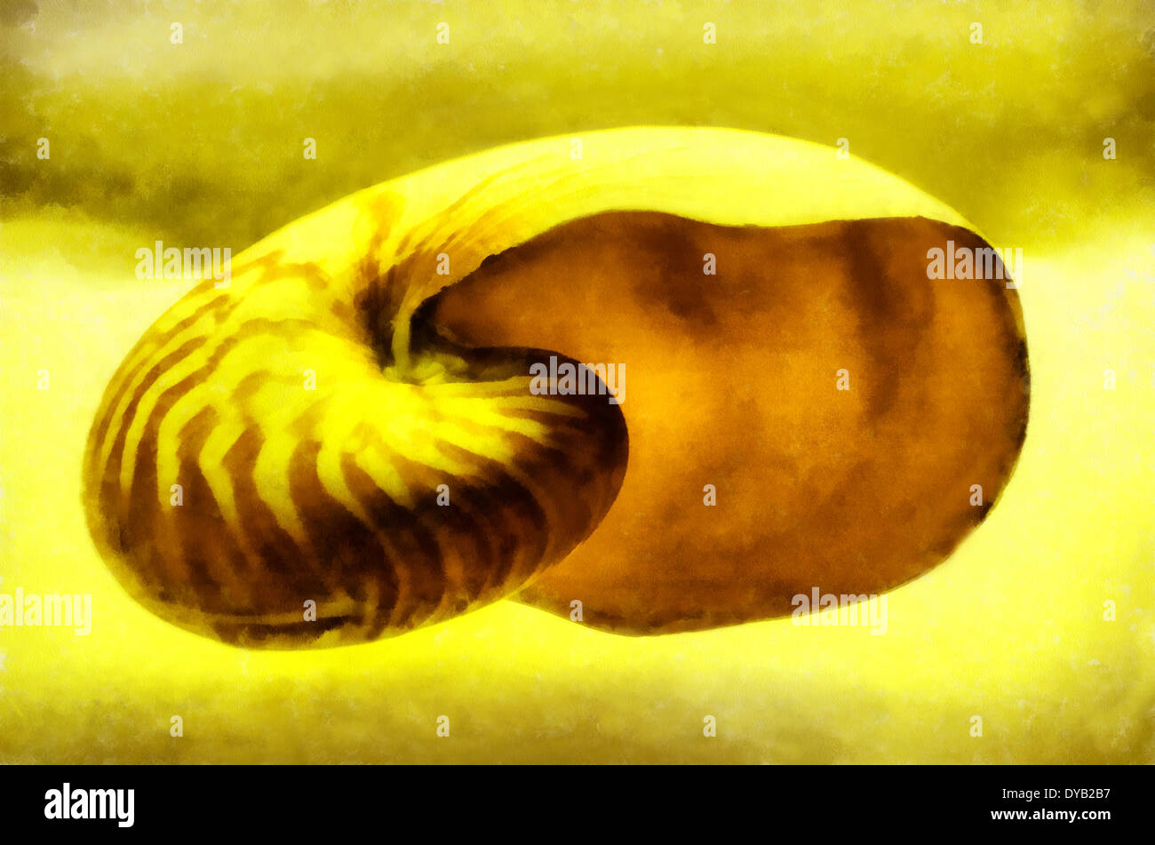Mollusk shells external skeletal formation, covering the body most