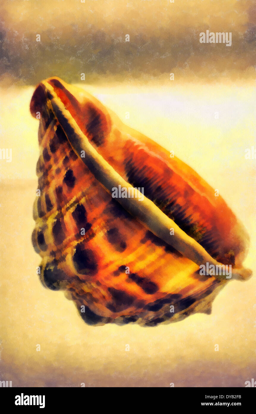 Mollusk shells external skeletal formation, covering the body most