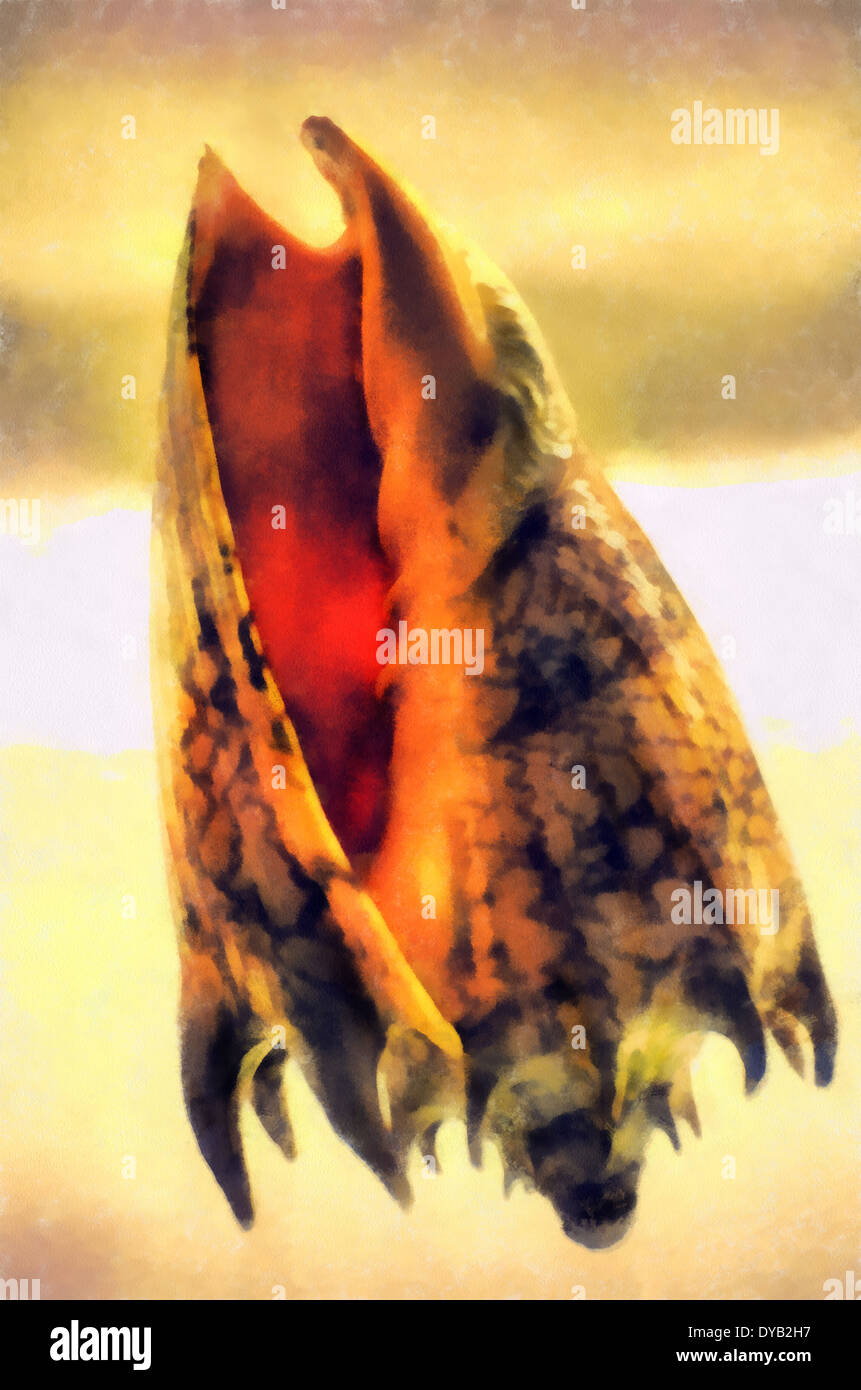 Mollusk shells external skeletal formation, covering the body most