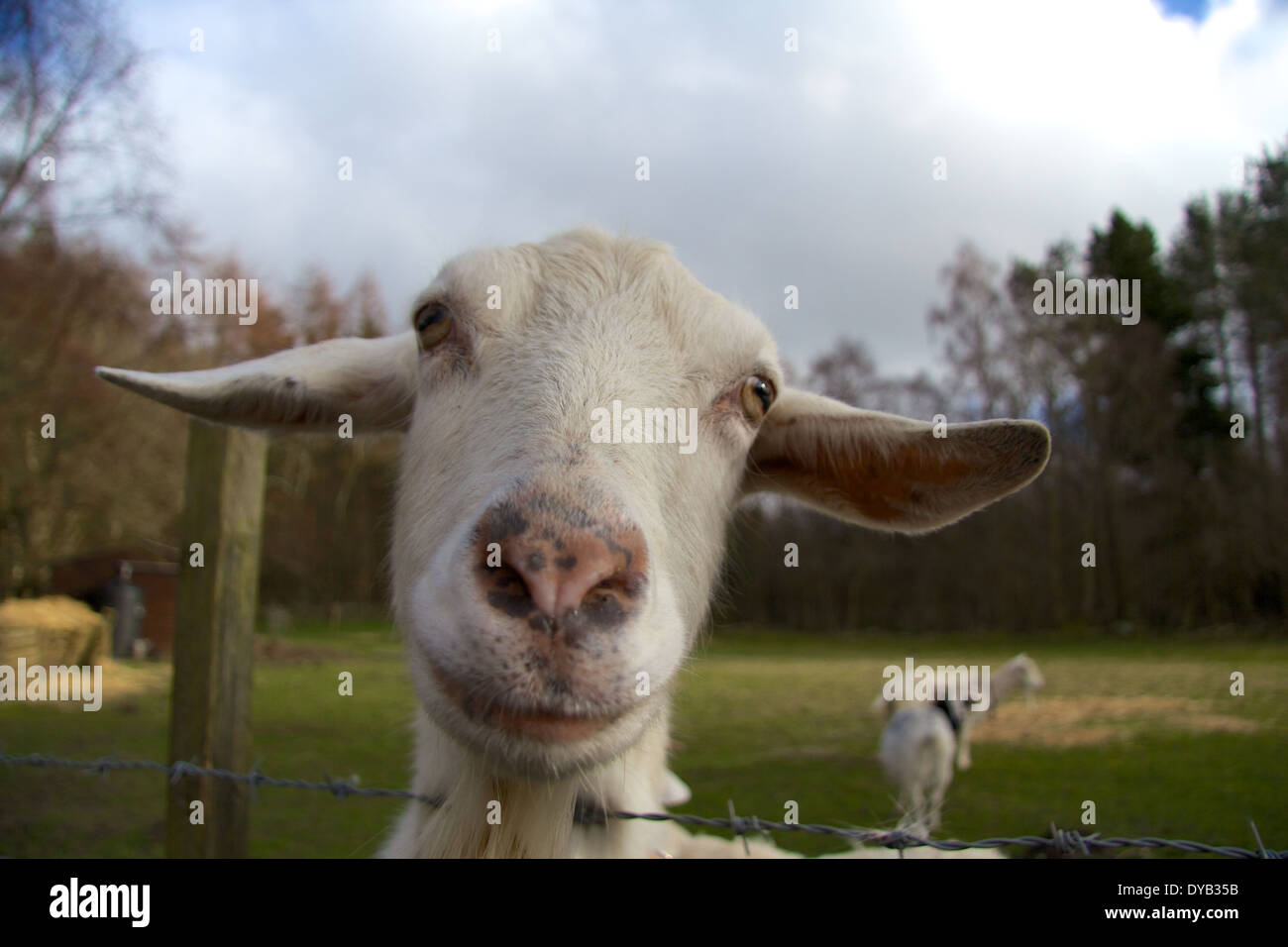 Floppy ear goat hires stock photography and images Alamy
