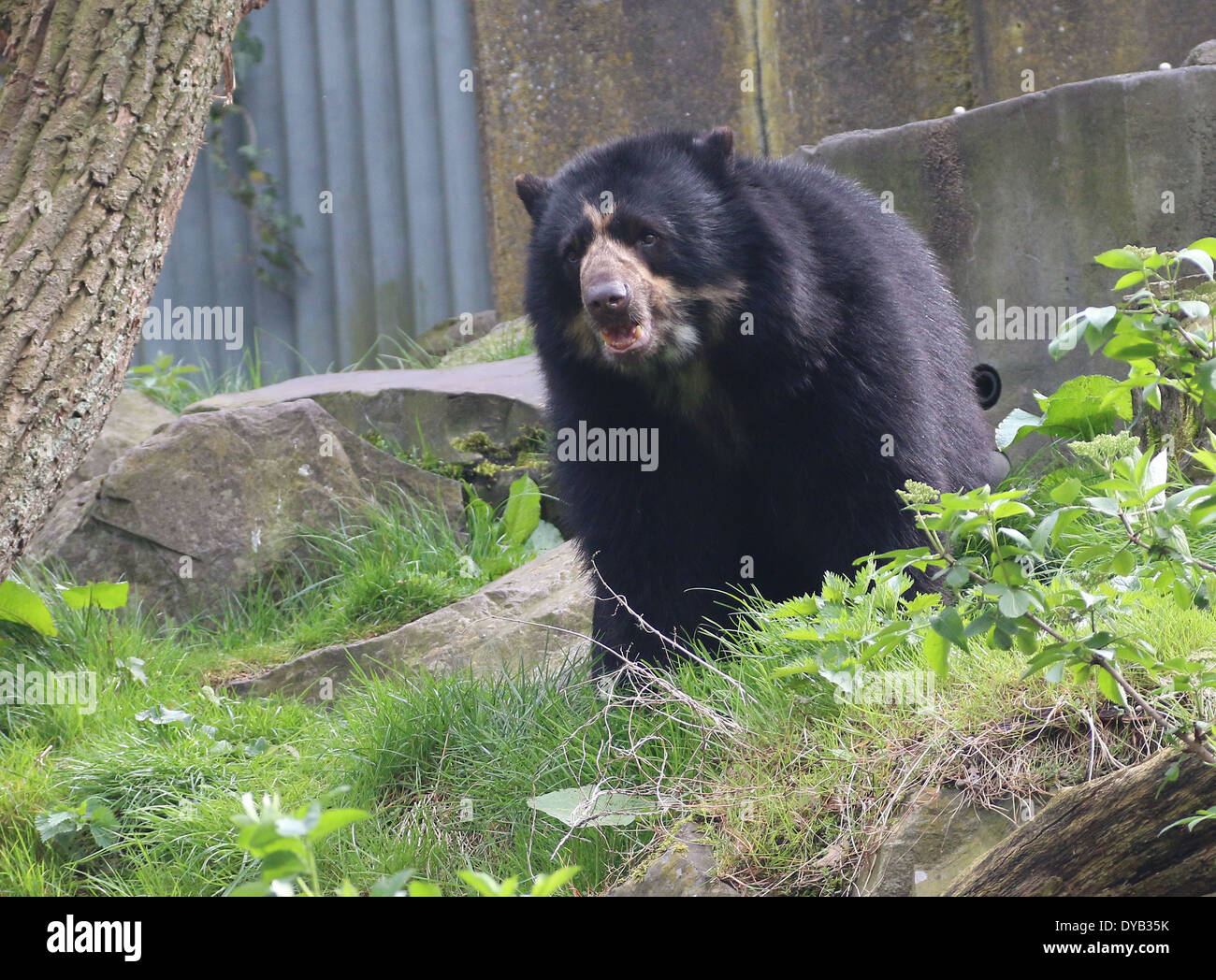 Spectacled or  Andean bear (Tremarctos ornatus) at Emmen Zoo, The Netherlands Stock Photo
