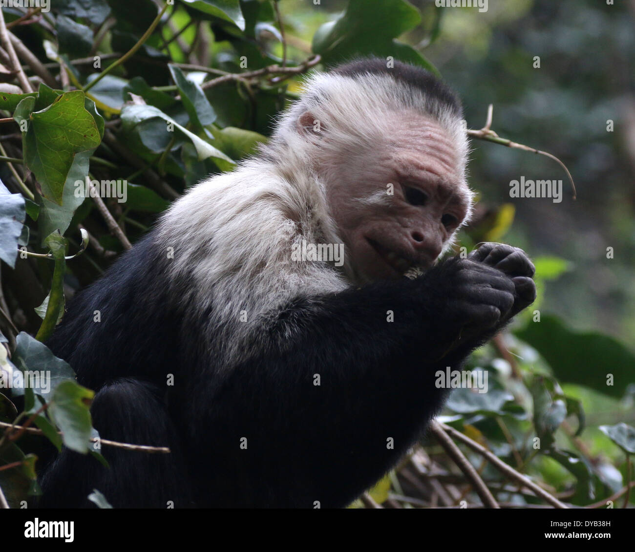 White-headed capuchin ( Cebus capucinus) aka white-faced capuchin, white-throated capuchin monkey Stock Photo