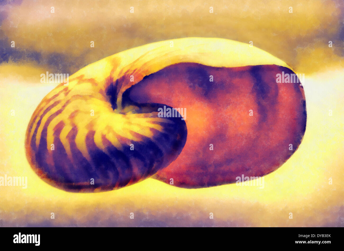 Mollusk shells external skeletal formation, covering the body most